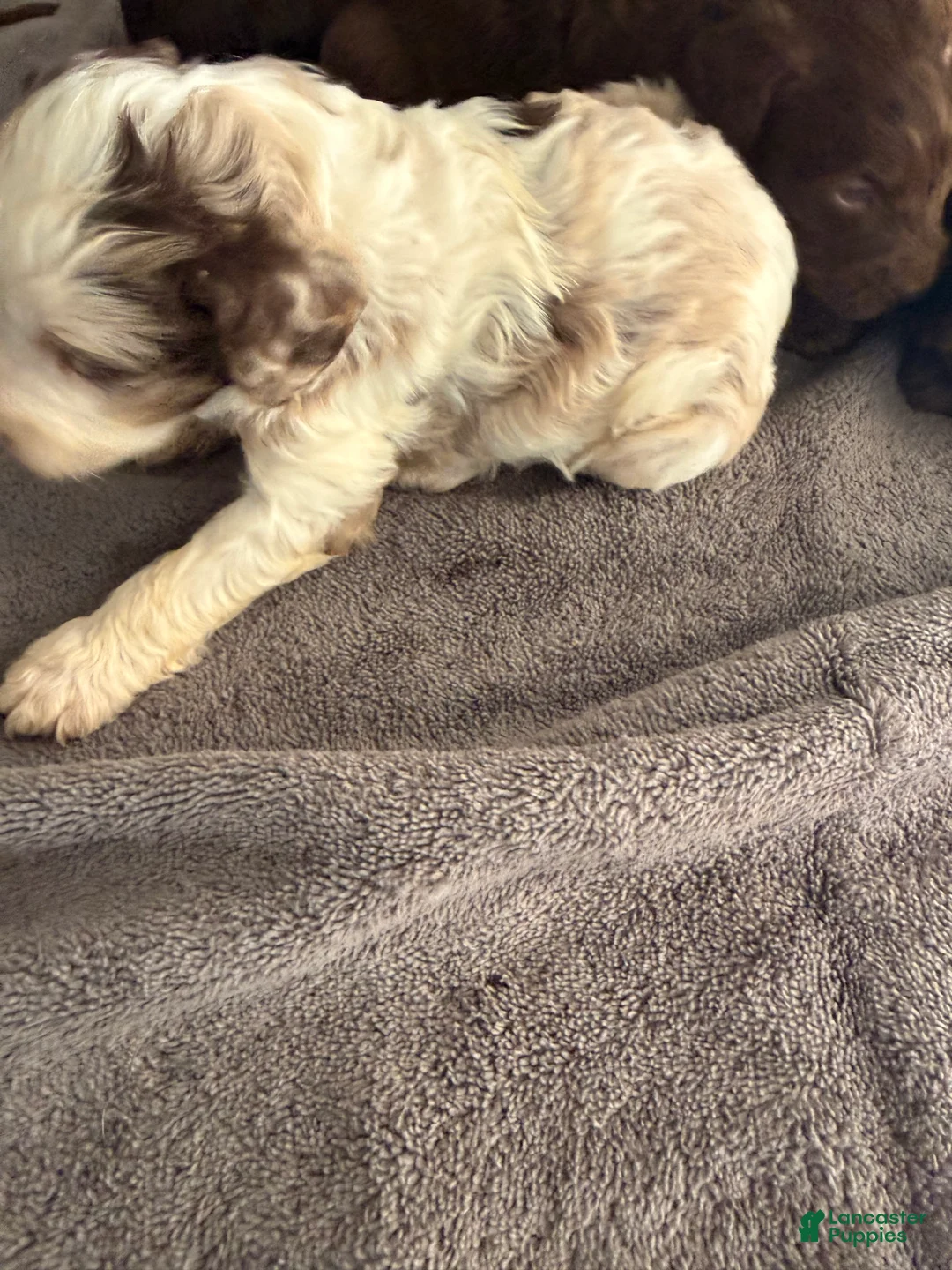 Labradoodle dogs for sale: Labradoodle Puppy 5 - Ad 2