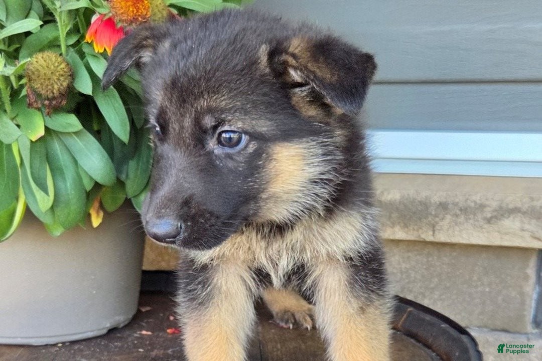German Shepherd dogs for sale: Asher - Ad 2