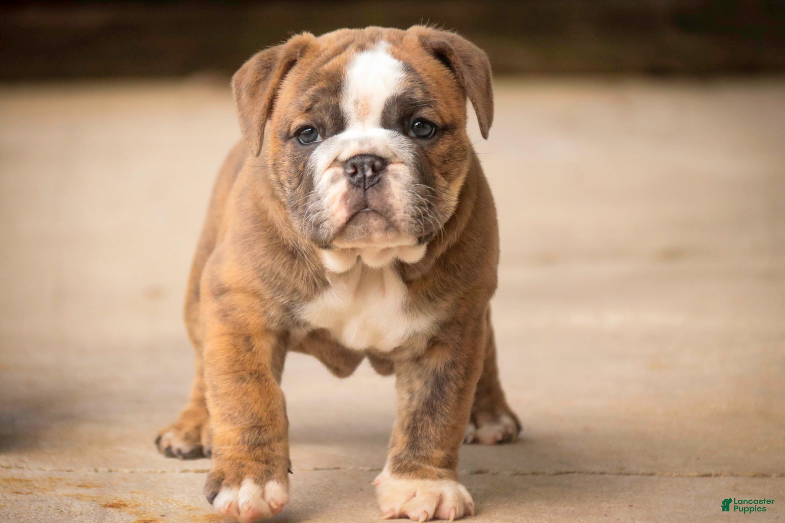 Mixed Breed dogs for sale: Delsie Victorian Bulldog - Ad 2