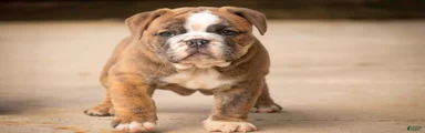 Delsie Victorian Bulldog