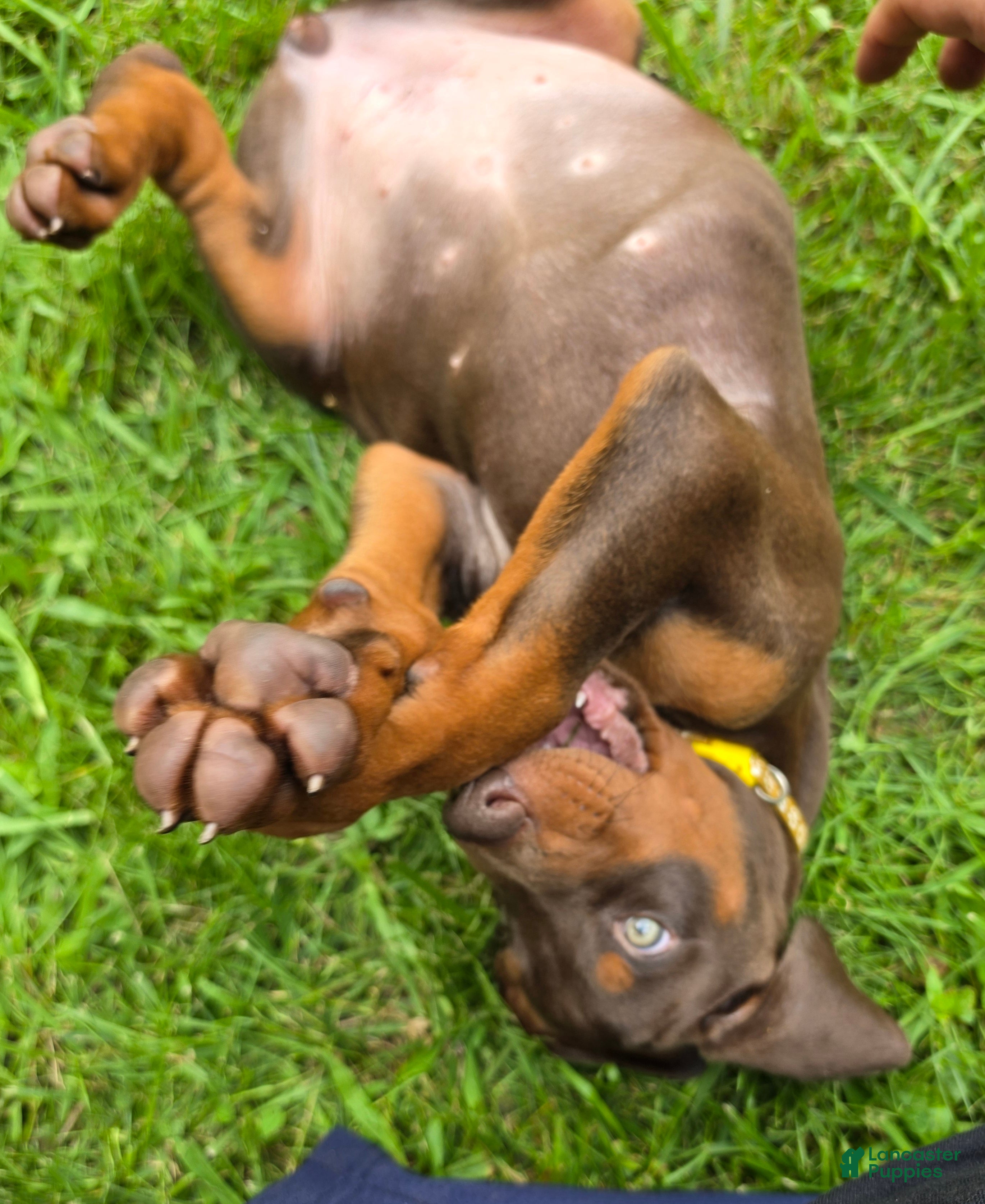 Doberman Pinscher dogs Athena - Ad 2