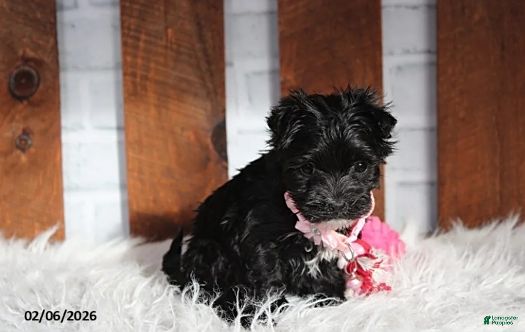 Yochon dogs for sale: Millie - Ad 2