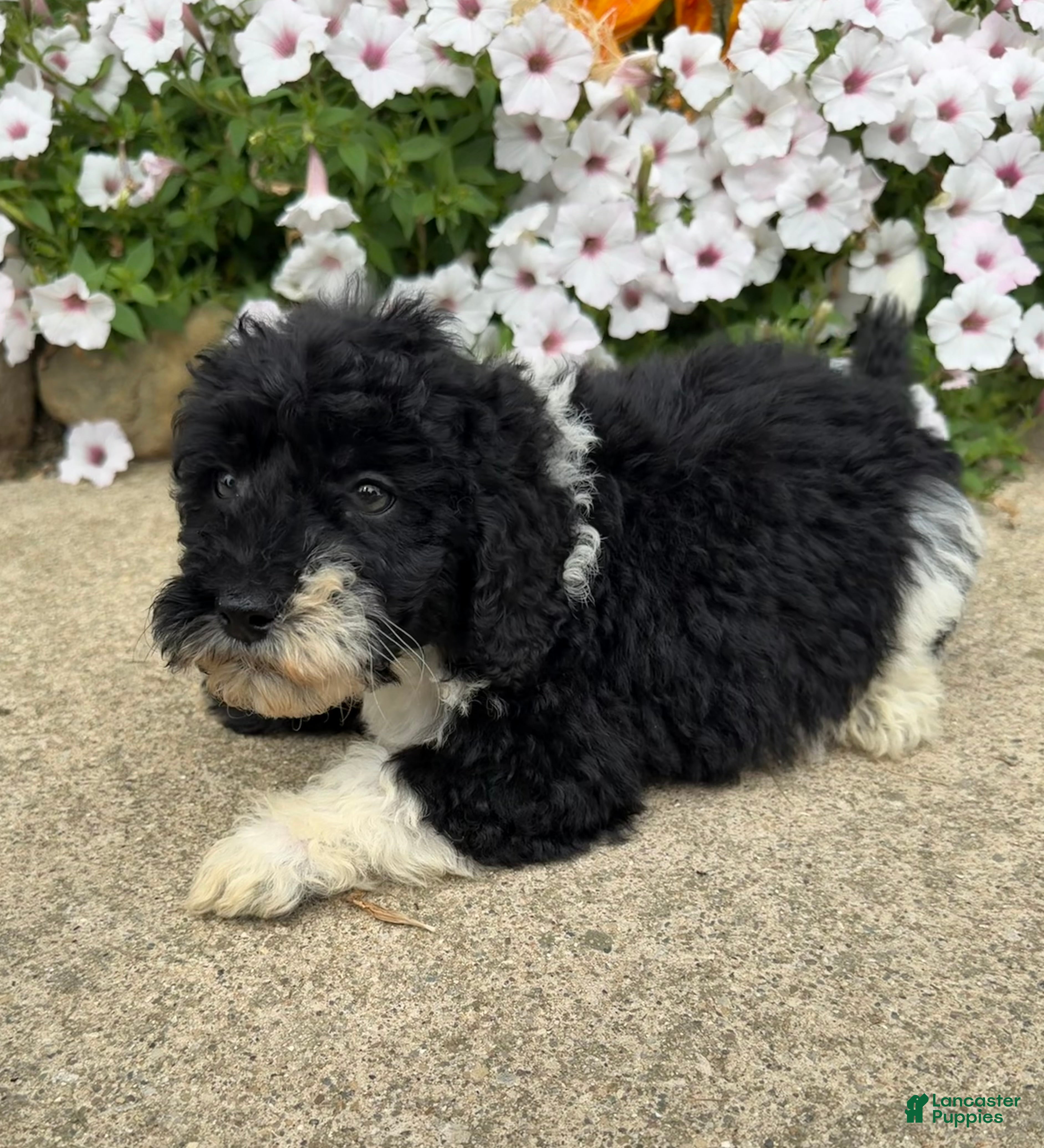 Miniature Poodle dogs Max - Ad 1