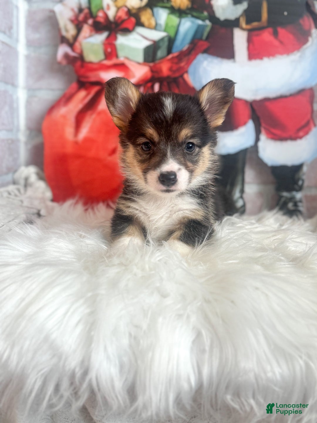 Welsh Corgi Pembroke dogs for sale: Peppermint  - Ad 3
