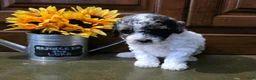 Toy Poodle dogs for sale: Hunter Toy Poodle  - Ad 4