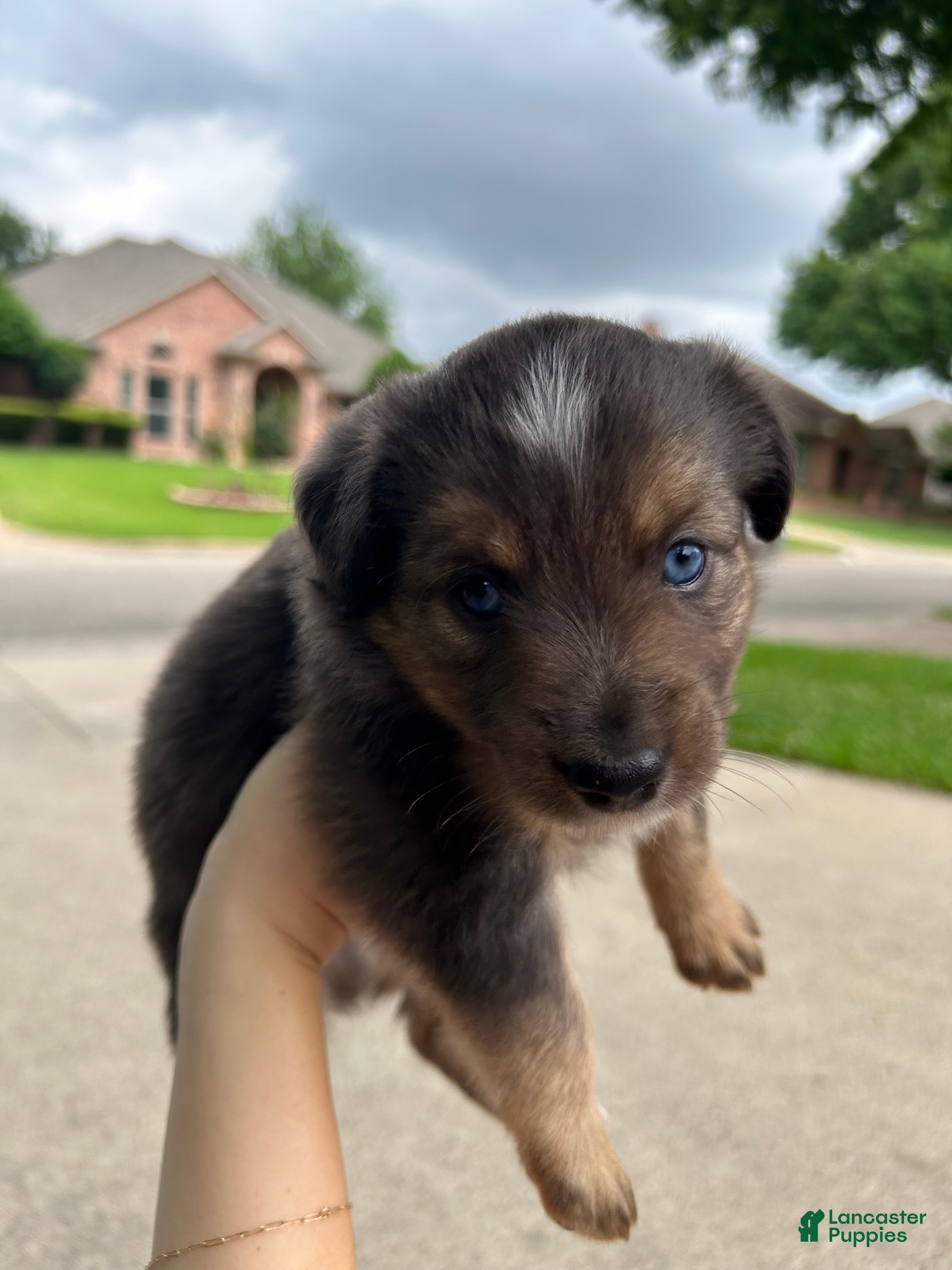 Miniature Australian Shepherd dogs for sale: Nixon - Ad 2