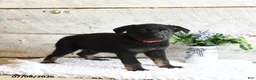 German Shepherd dogs for sale: Ranger - Ad 4