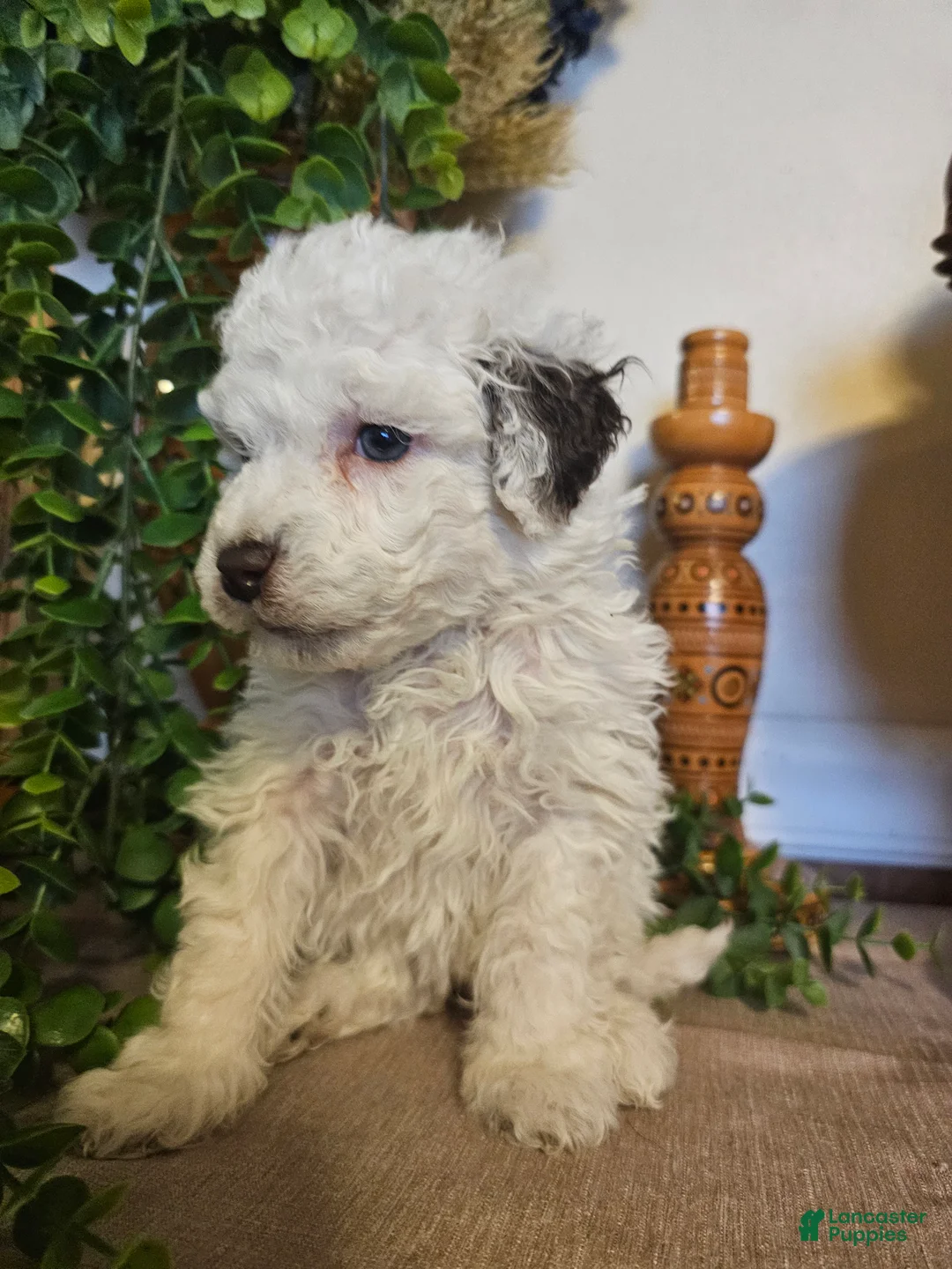 Mini Goldendoodle dogs for sale: Primrose  - Ad 7