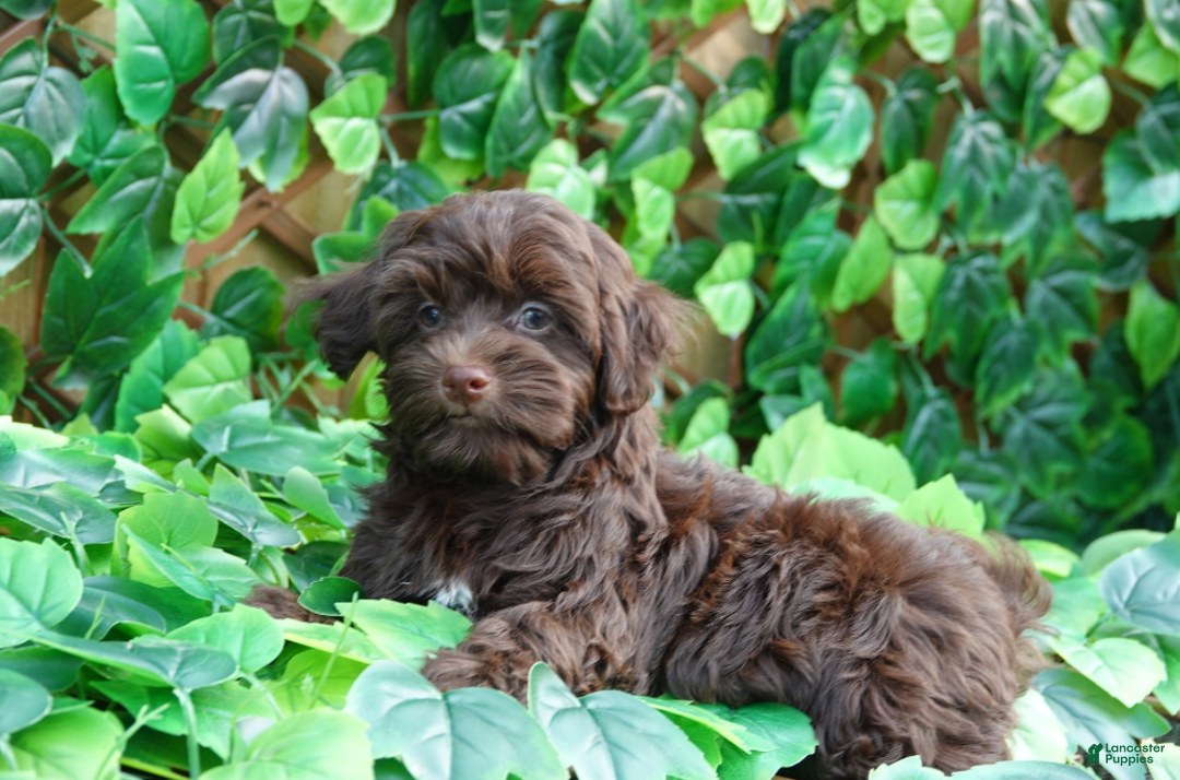 Havanese litter of puppies for sale in Lancaster Puppies