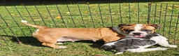 Mixed Breed dogs for sale: Chill Thrill - Ad 3