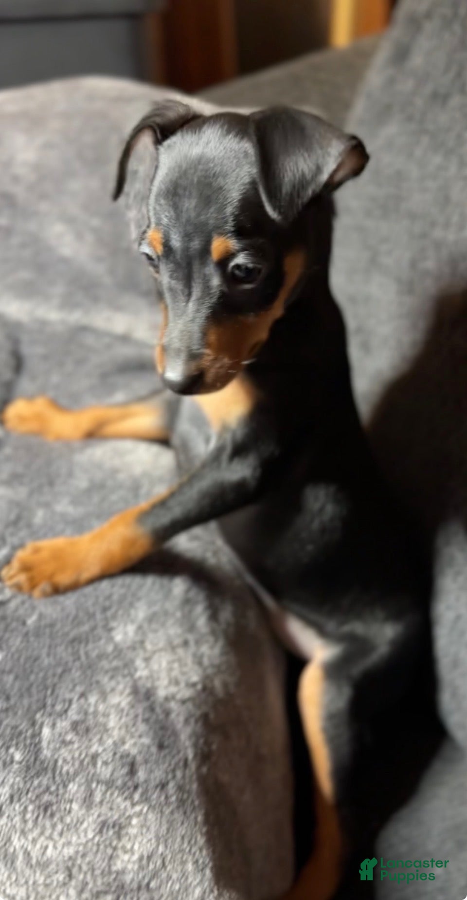 Miniature Pinscher dogs Shelby - Ad 2