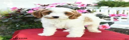Cavapoo dogs for sale: Laurie - Ad 3