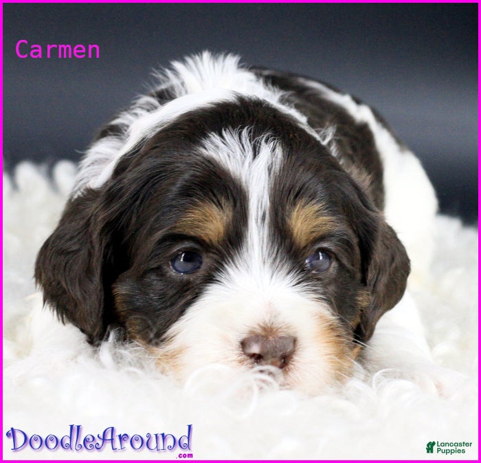 Australian Labradoodle dogs for sale: Carmen - Ad 10