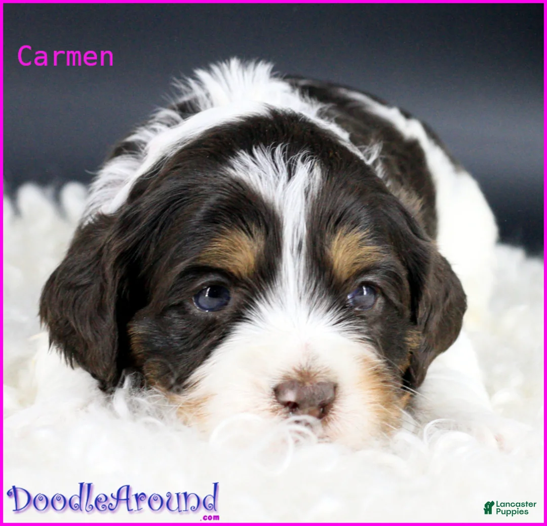 Australian Labradoodle dogs for sale: Carmen - Ad 1