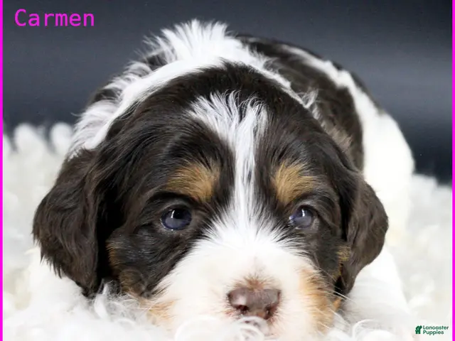 Australian Labradoodle dogs for sale: Carmen - Ad 10