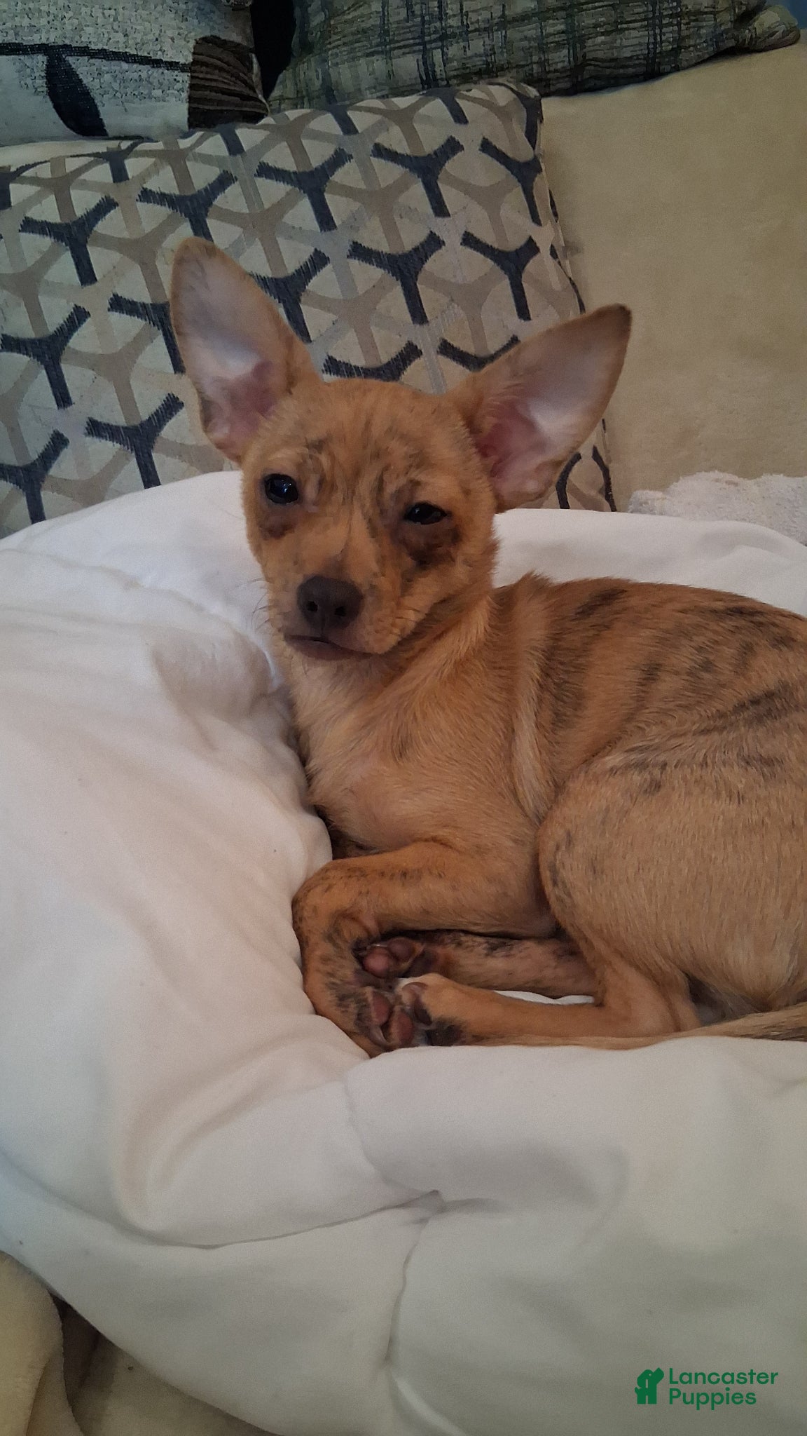 Chihuahua dogs Tank - Ad 2