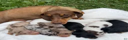 Miniature Dachshund dogs for sale: Moey - Ad 15