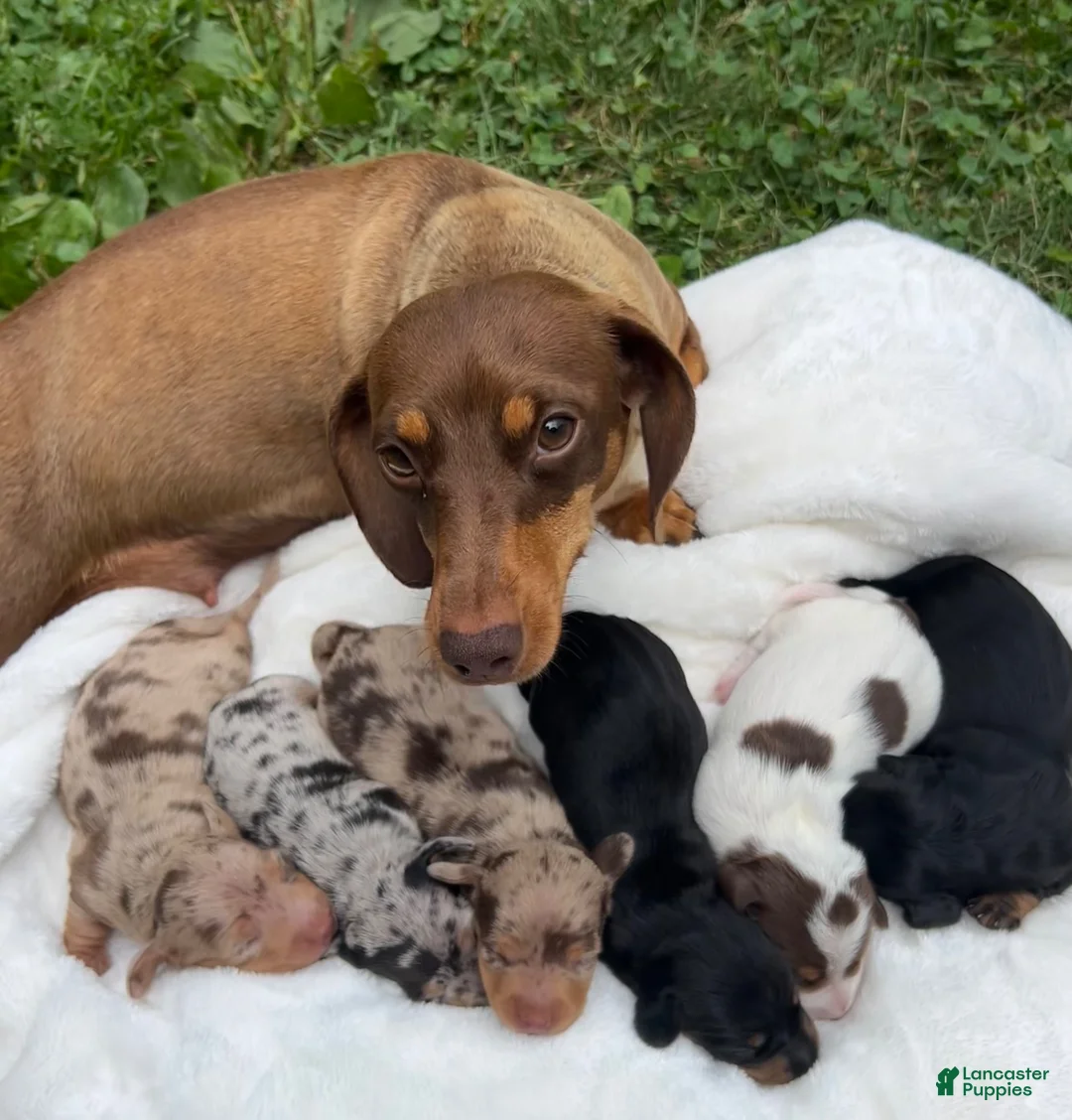 Miniature Dachshund dogs for sale: Moey - Ad 15