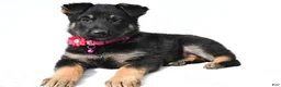 German Shepherd dogs for sale: Lori - Ad 1