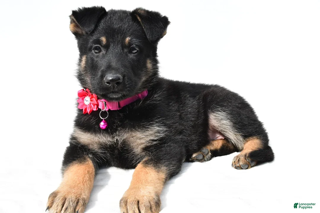 German Shepherd dogs for sale: Lori - Ad 1