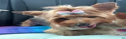 Yorkshire Terrier dogs for sale: AKC Peppy - Ad 3