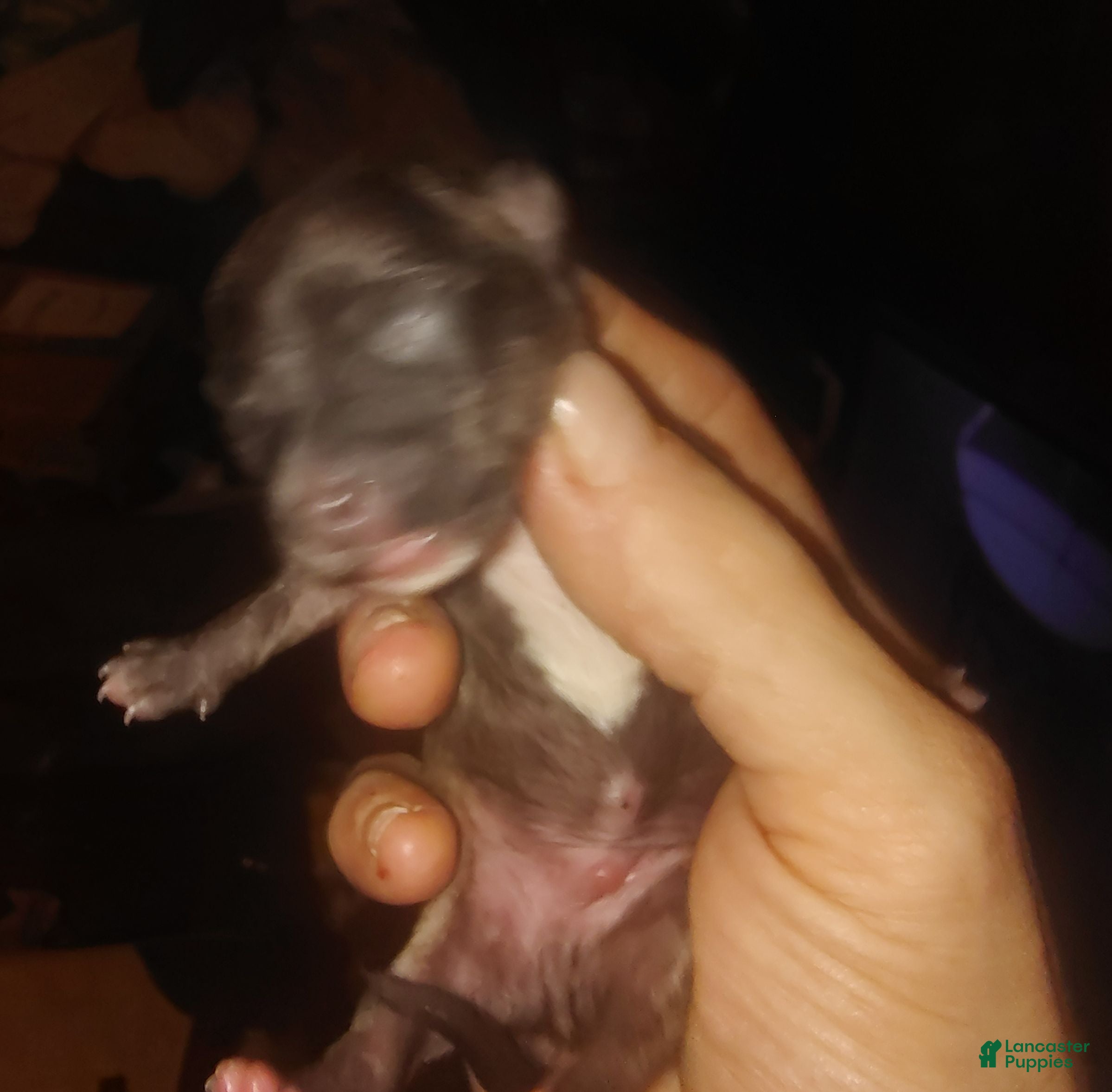 Chihuahua dogs Chihuahua 2 - Ad 39