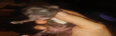 Chihuahua 2