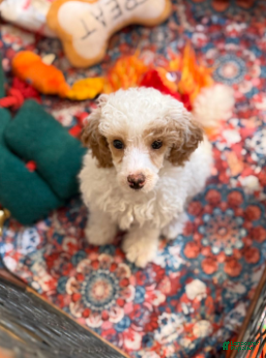 Miniature Poodle dogs for sale: Parti boy - Ad 2