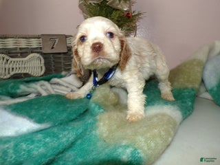 Cocker Spaniel dogs Cocker Spaniel Puppy 7 Mason - Ad 27