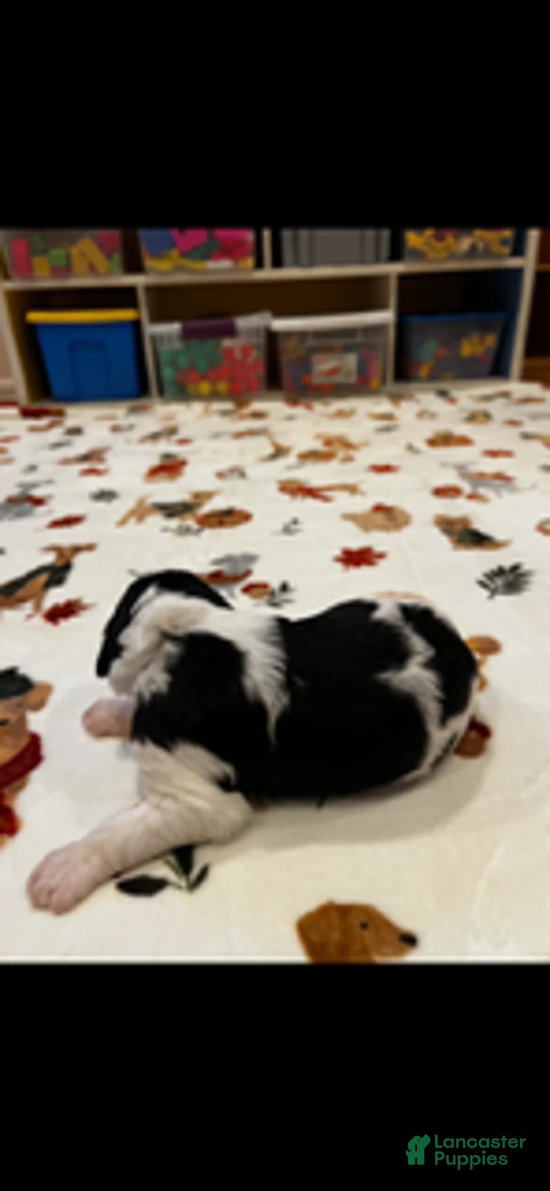 Bernedoodle dogs for sale: Cowboy (Teal Collar) - Ad 2