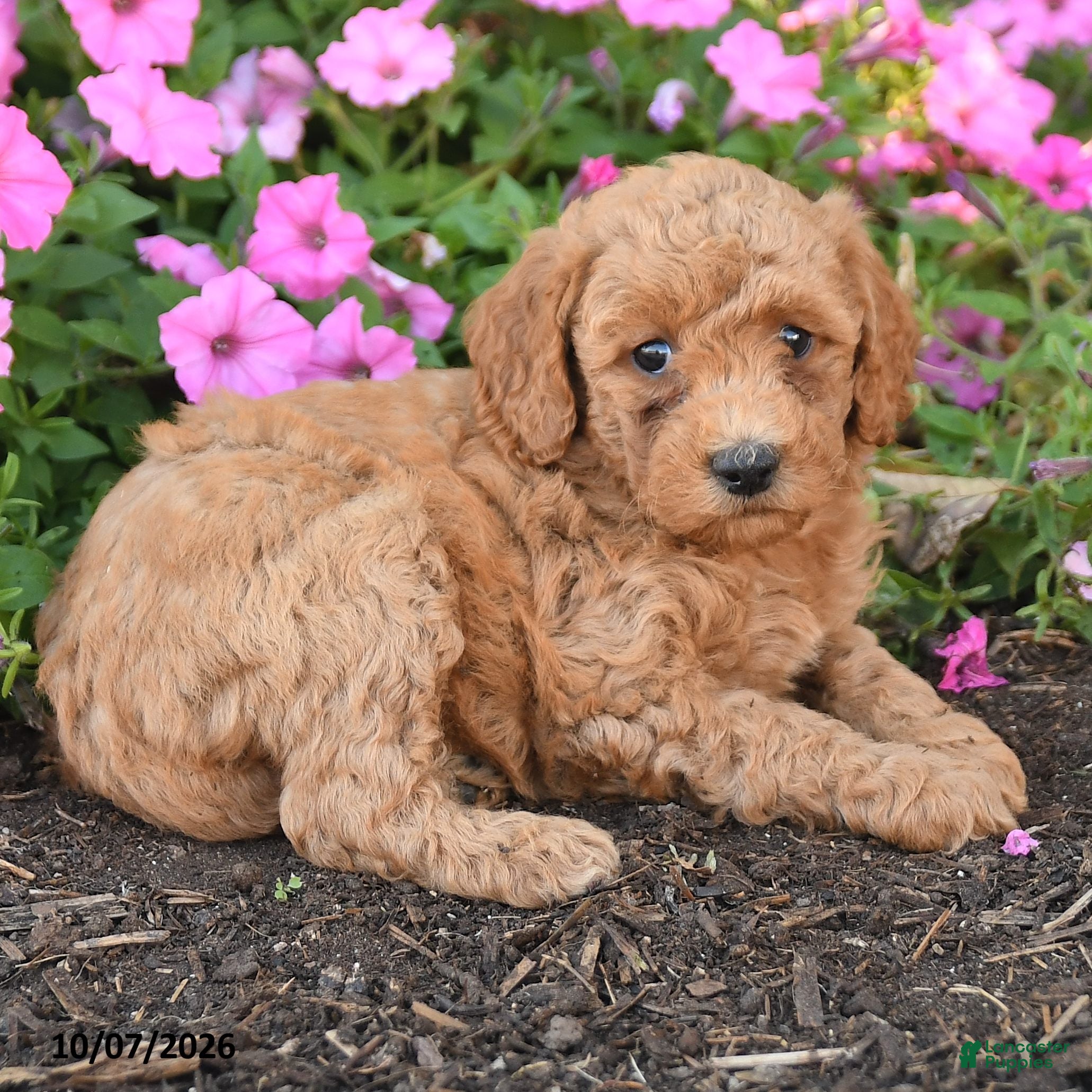 Mini Goldendoodle dogs Ruby - Ad 2