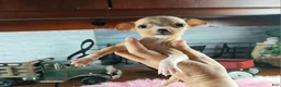 Chihuahua dogs for sale: Vanillas fawn white girl. Hand Delivery  - Ad 4