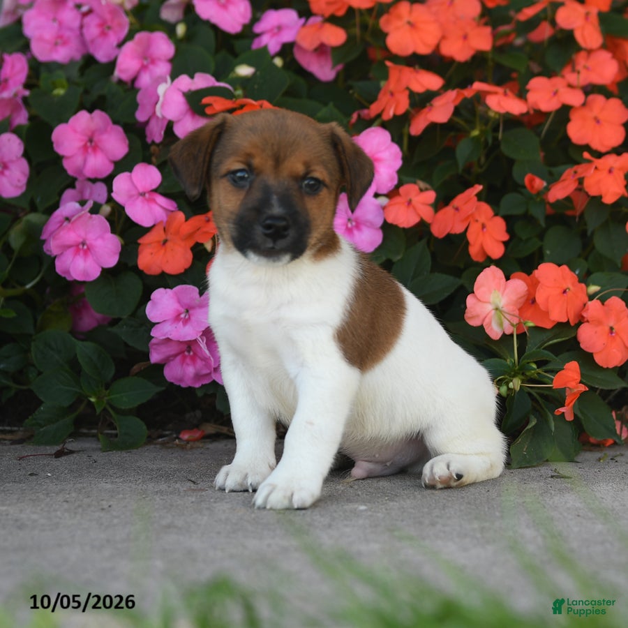 Whistle (Jack Russell, Male) in East Earl, PA