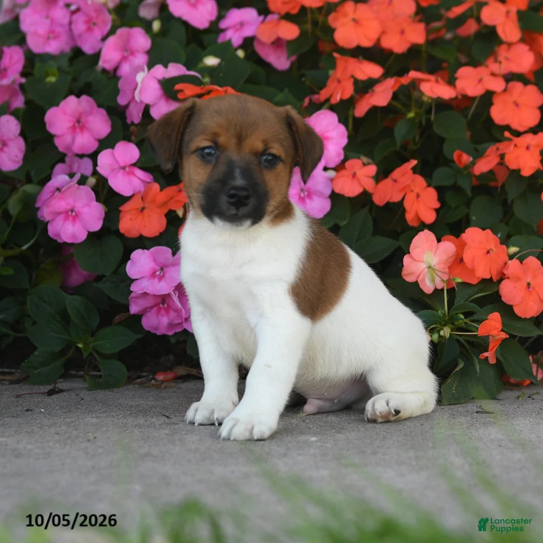 Jack Russell Terrier dogs for sale: Whistle - Ad 1