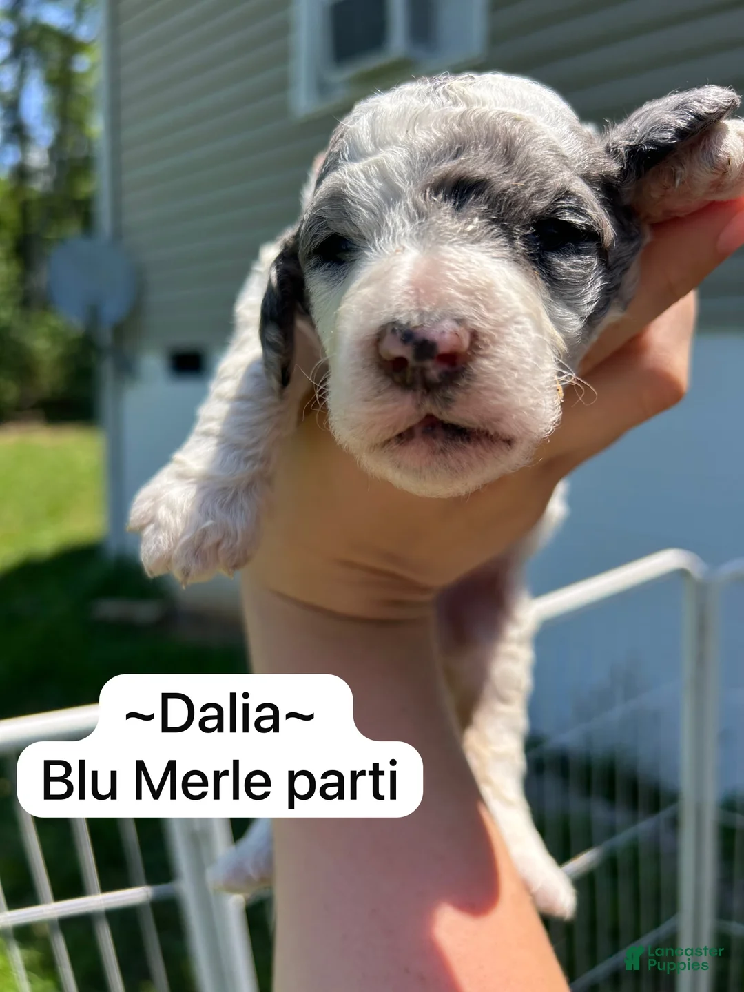 Standard Poodle dogs for sale: Standard Poodle Dalia - Ad 1