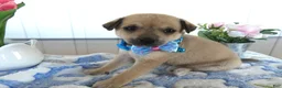 Chihuahua dogs for sale: Chihuahua Puppy 2 Mini - Ad 1