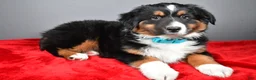Miniature Australian Shepherd dogs for sale: Harvey - Ad 6