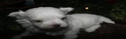 Maltese dogs for sale: Casper - Ad 10