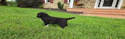 Portuguese Water Dog dogs for sale: David - Ad 12