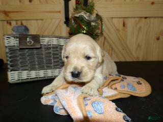 Golden Retriever dogs for sale: Golden Retriever Puppy 1 Rene - Ad 1