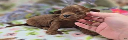 Cockapoo dogs for sale: Milan - Ad 5