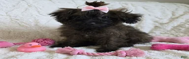 Yorkiepoo Female 3-Month-Old 🧡