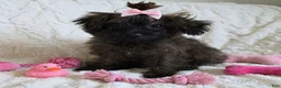 Yorkiepoo dogs for sale: Yorkiepoo Female 3-Month-Old 🧡 - Ad 1
