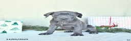 Cane Corso dogs for sale: Sage - Ad 4