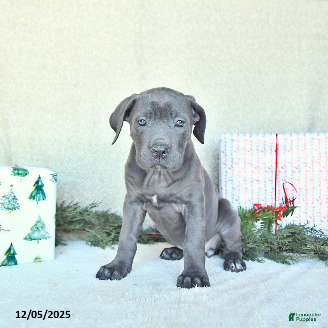 Cane Corso dogs for sale: Sage - Ad 4