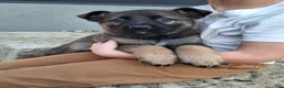 German Shepherd dogs for sale: Lily - Ad 10