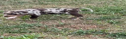 Catahoula Leopard Dog dogs for sale: Waynette - Ad 3