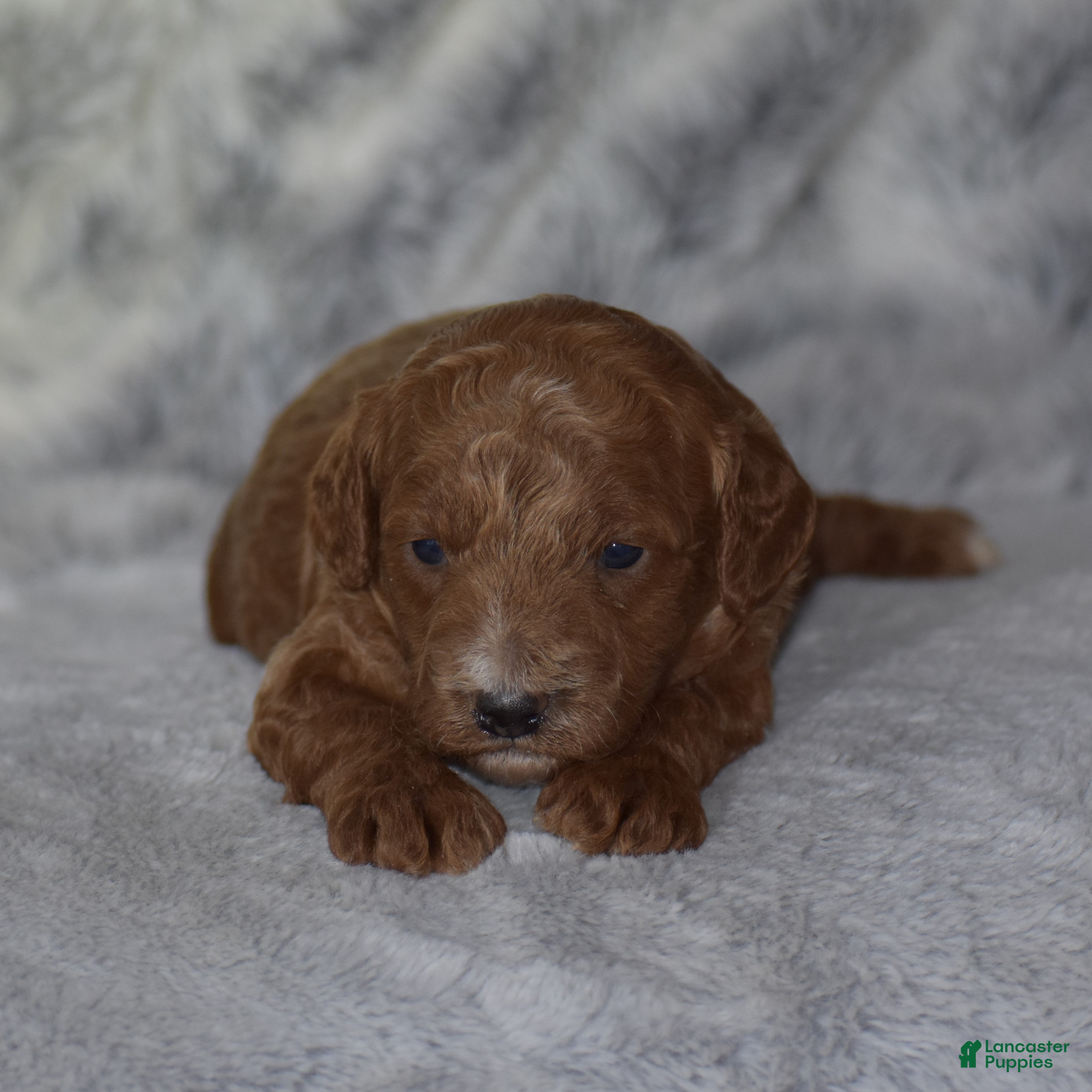 Miniature Poodle dogs Linnie - Ad 2