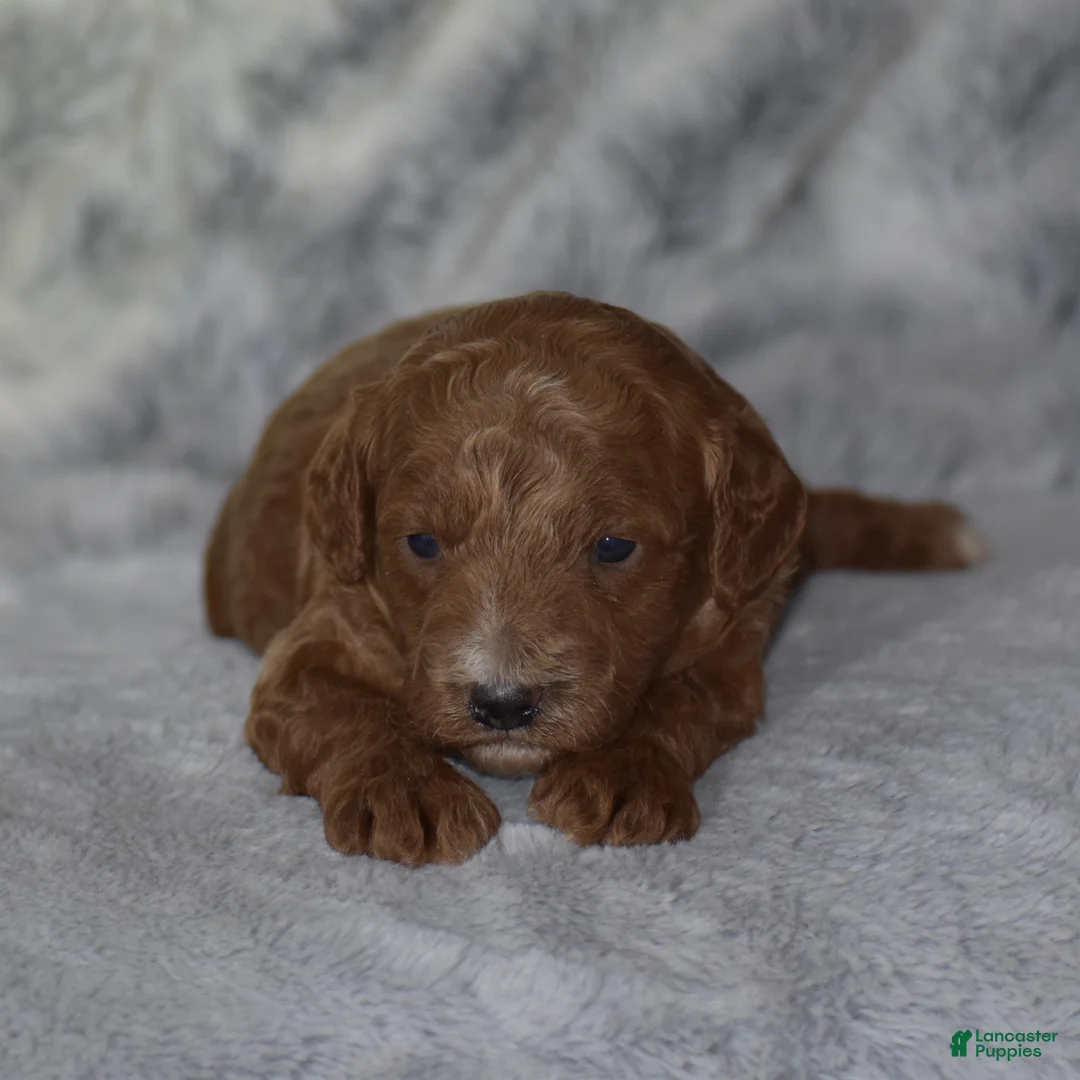 Miniature Poodle dogs for sale: Linnie - Ad 2