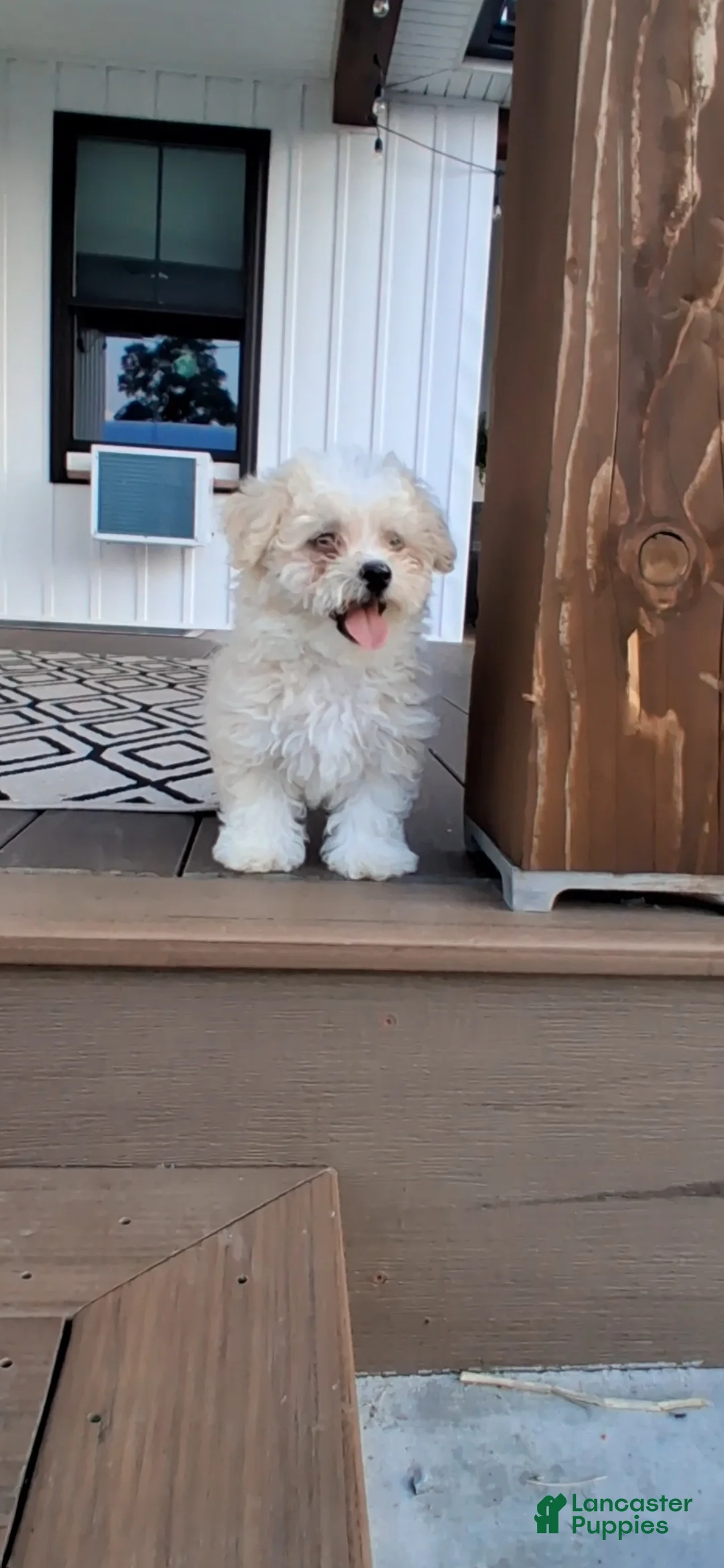 Havanese dogs for sale: Hank - Ad 2